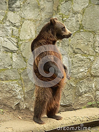 Brown bear standing Stock Photo