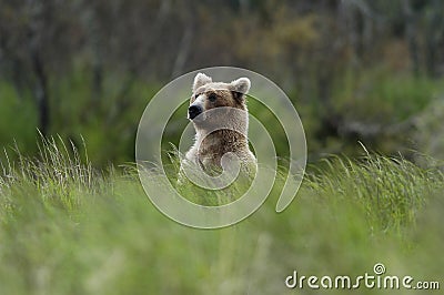 Brown bear standing above the grass Stock Photo