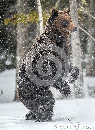 Brown bear standing on his hind legs on the snow in the winter forest. Stock Photo