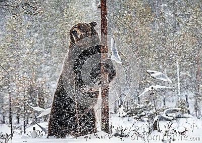 Brown bear standing on his hind legs on the snow in the winter forest. Stock Photo
