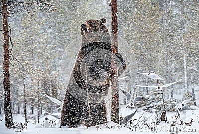 Brown bear standing on his hind legs on the snow in the winter forest. Snowfall. Stock Photo