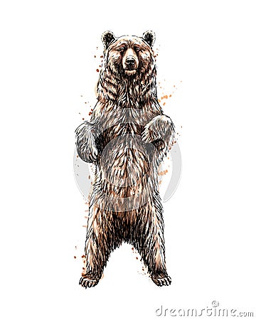 Brown bear standing on his hind legs from a splash of watercolor Vector Illustration