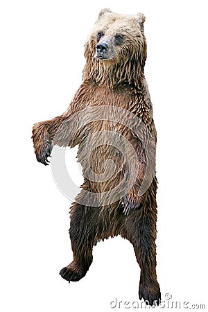 Brown bear standing Stock Photo