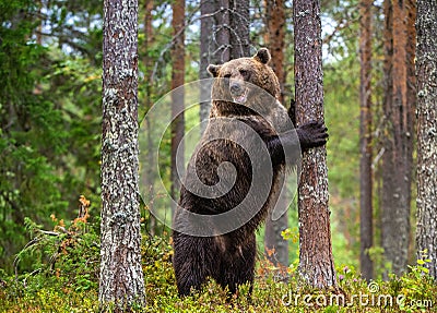 Brown bear stands on its hind legs by a tree in a pine forest. Stock Photo