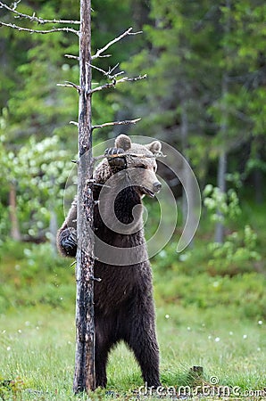 Brown bear stands on its hind legs by a tree. Stock Photo