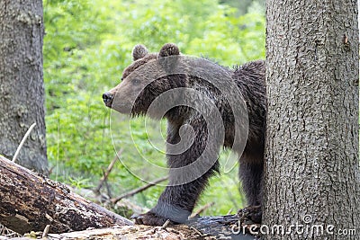 Brown bear stretching on fallen tree in green spruce forest Stock Photo