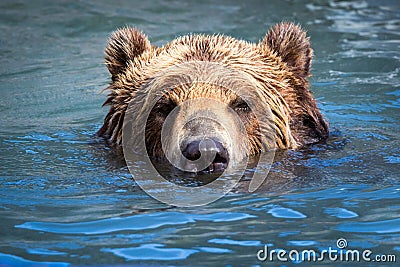 Brown Bear swimming in a river Stock Photo