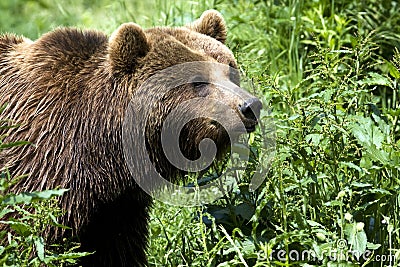 Brown bear / Ursus arctos Stock Photo