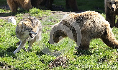 Brown bear, ursus arctos Stock Photo