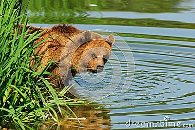 Brown bear (Ursus arctos) Stock Photo