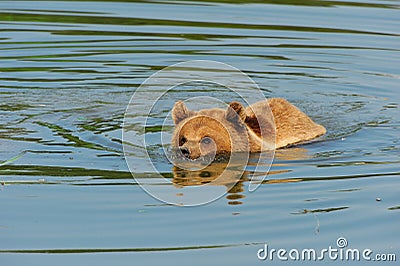 Brown bear (Ursus arctos) Stock Photo