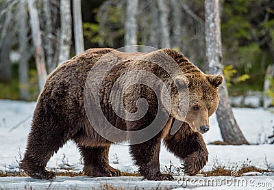Brown Bear Ursus arctos on a bog in the spring forest. Stock Photo
