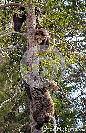 Brown Bear Ursus arctos. She-bear and Bear-cubs having scented danger, got on a Pine tree. Spring forest Stock Photo