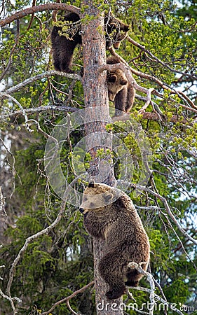 Brown Bear Ursus arctos. She-bear and Bear-cubs having scented danger, got on a Pine tree. Spring forest Stock Photo