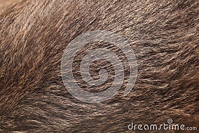 Brown bear (Ursus arctos) fur texture. Stock Photo
