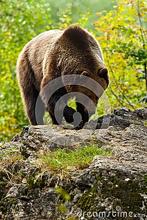 Brown bear, Ursus arctos, hideen behind the tree trunk in the forest. Face portrait of brown bear. Bear with open muzzle with big Stock Photo