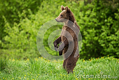 Brown Bear Ursus arctos standing Stock Photo