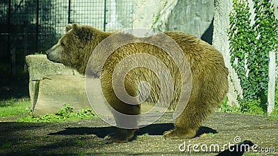 Brown bear (Ursus arctos) in the sun in a zoo enclosure. mammal belonging to the Ursidae family Stock Photo