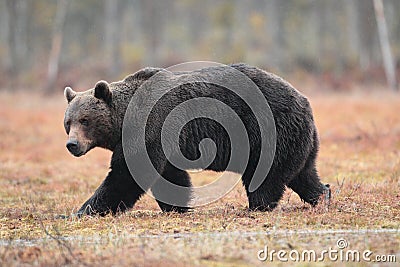 Brown bear. Stock Photo