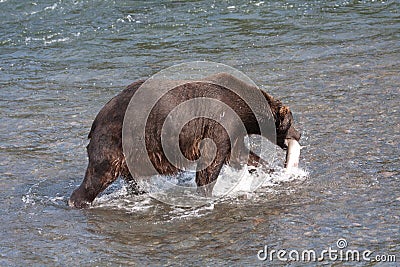 Brown Bear walking Stock Photo