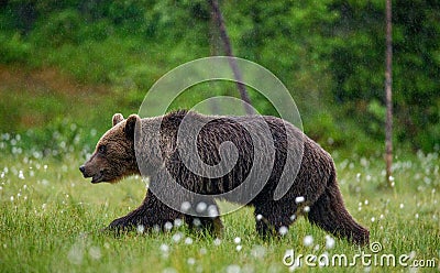 Brown bear is walking through a forest glade. Close-up. Stock Photo