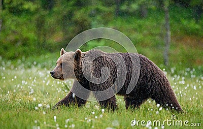 Brown bear is walking through a forest glade. Close-up. Stock Photo