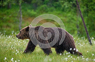 Brown bear is walking through a forest glade. Close-up. Stock Photo
