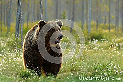 Brown bear walking in forest, morning light. Dangerous animal in nature taiga and meadow habitat. Wildlife scene from Finland near Stock Photo
