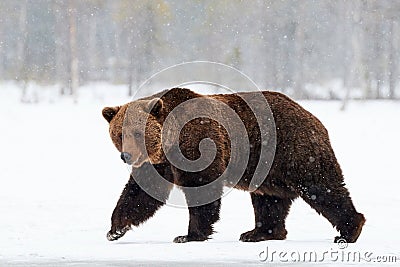 Brown bear walking in the snow Stock Photo