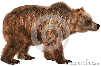 Brown Bear Wildlife Animal, Isolated, Nature Stock Photo