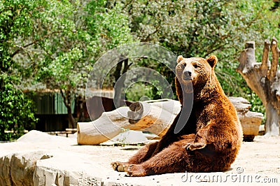 Brown bear in zoo Stock Photo