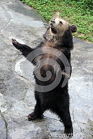 The brown bear Stock Photo