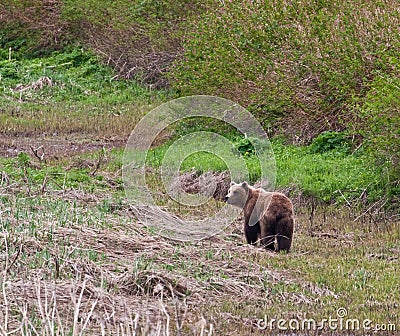 Brown Bears Stock Photo