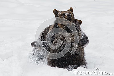 Brown bears Stock Photo