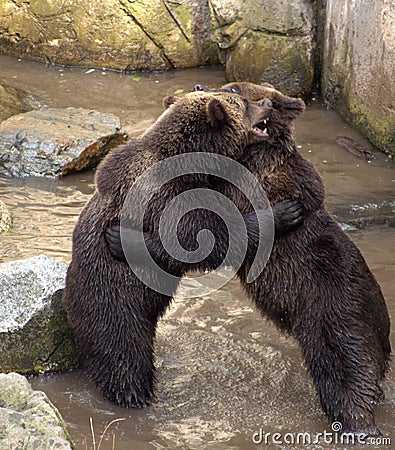 Brown bears fighting Stock Photo