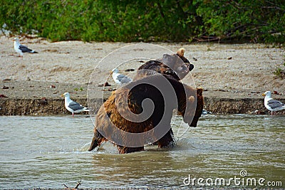 Brown bears fighting in water Stock Photo