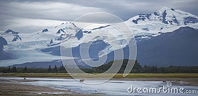 Brown Bears and Glaciers Stock Photo