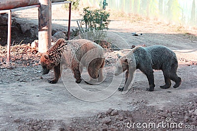 Brown bears in the mud Stock Photo