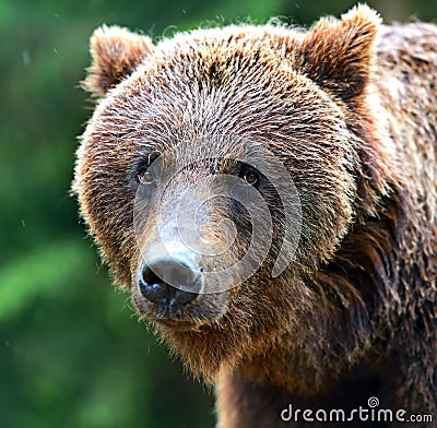 Brown bears Stock Photo