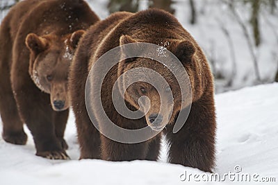 Brown bears in snow Stock Photo