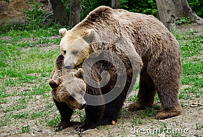 Brown bears Stock Photo