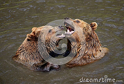 Brown bears Stock Photo