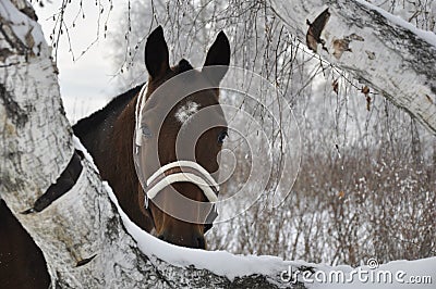 Brown beautiful horse on the background of a fabulous winter forest. I Stock Photo