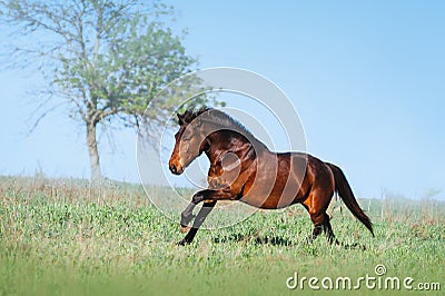 Brown beautiful horse galloping on the green field on a light background Stock Photo