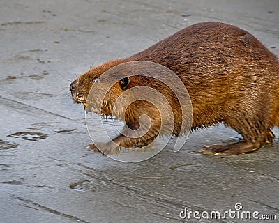 Beaver Walking in Mud Stock Photo