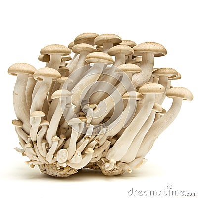 Brown beech fungi Stock Photo