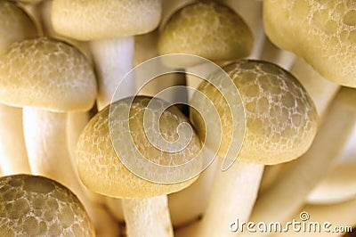 Brown Beech Mushroom Stock Photo