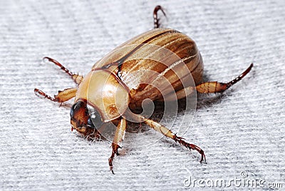 European Chafer June Bug Stock Photo