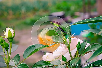 Brown beetle barbel on a pink rose. Arthropod Insect winged order Stock Photo