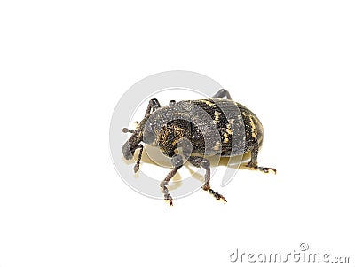 Brown beetle large pine weevil Hylobius abietis Stock Photo